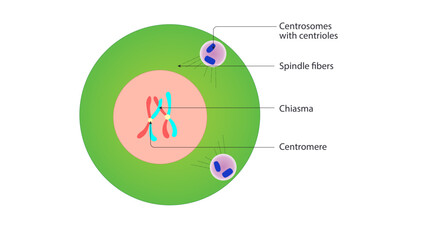 This labeled diagram represents Prophase I of Meiosis, highlighting key structures involved in crossing over and chromosome organization
