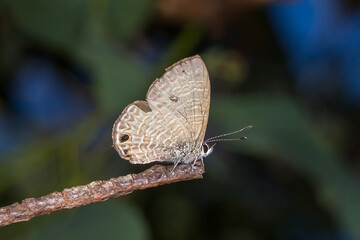 Large Purple Line-Blue (Nacaduba berenice) - Butterfly Perched on Dry Twig in Natural Habitat