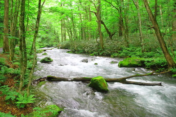 奥入瀬渓流