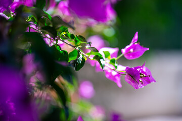 Bougainvillea flowers growing on a branch with green leaves