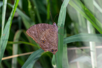 Brown Butterfly Blending into Grass with Eyespot Wing Markings