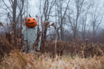Pumpkin-headed scarecrow in grey cloak stands alone in foggy fall field with naked trees. Spooky...