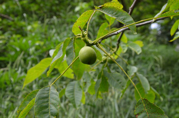 Green walnut on the tree close-up

