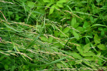grass and flowers in the meadow
