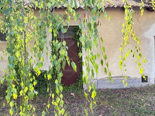 An abandoned building overgrown with weeds.