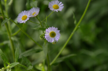 white flowers in the meadow