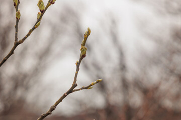 germogli e gemme di foglie e fiori sui rami di un piccolo albero, di giorno, a inizio primavera