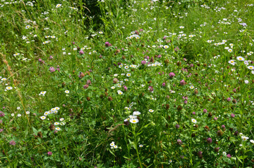 white flowers in the meadow