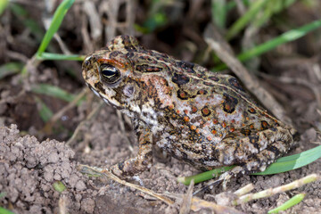 Cane Toad (Rhinella marina) - Side View of Juvenile with Camouflage Pattern in Natural Habitat