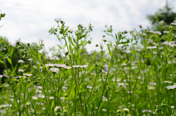 white flowers in the meadow