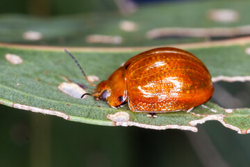 Eucalyptus Leaf Beetle (Paropsisterna cloelia) - Color-Morph Adult with Spotted Elytra