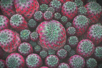 Closeup of Sulcorebutia rauschii Cactus in Dark Tone Color Natural Abstract Pattern Background