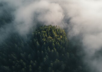 Trees breaking through a sea of fog