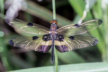 Yellow-Striped Dragonfly with Iridescent Wings Perched in Natural Habitat