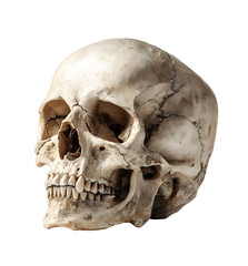 human skull isolated on white