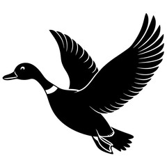 duck isolated on white background