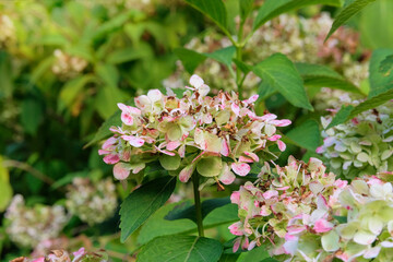 Hydrangea is growing in cottage garden. Dry Hydrangea grows in park in autumn. Flowers is grown as garden plants