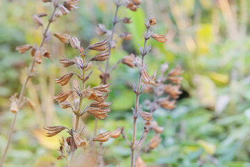 Salvia is grown as garden plants.  Sage seeds grow in vegetable garden in autumn. Dry Salvia grows in autumn.