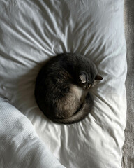 A cozy gray cat curled up on a soft white pillow, symbolizing tranquility and comfort.