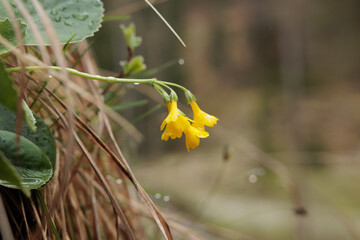 fiori gialli di una pianta del genere 