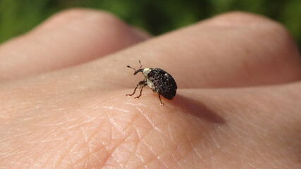 Figwort weevil (Cionus scrophulariae) sitting on human hand
