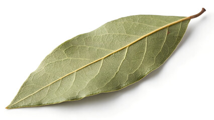 Obraz premium Single bay leaf isolated on white background shows its intricate veins and texture in a close up studio shot