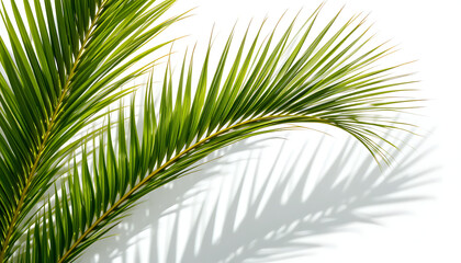 Obraz premium Close-up of palm fronds with sharp sunlight casting shadows, highlighting the leaf texture, 4K and HD image