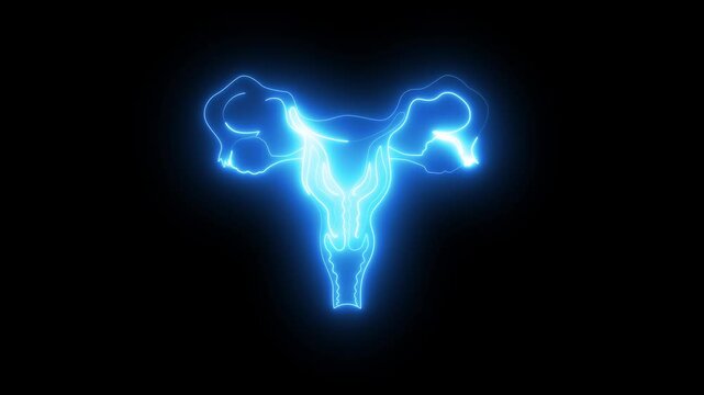 Female urinary bladder anatomy female reproductive system nervous system animation