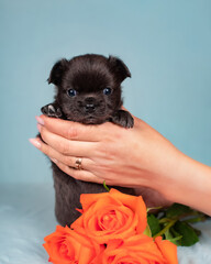 Close-up of small black puppy cradled in female hands with orange roses below, pale blue backdrop,...