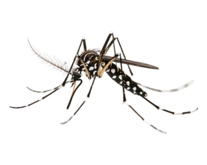 Tiger mosquito isolated Transparent on white background