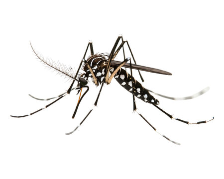 Tiger mosquito isolated Transparent on white background
