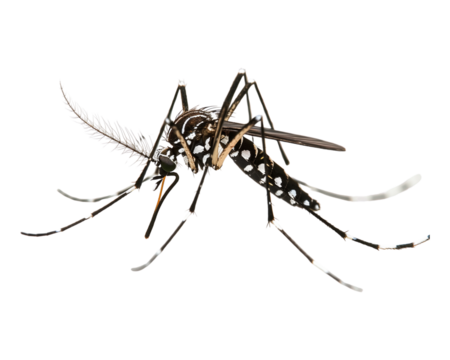 Tiger mosquito isolated Transparent on white background