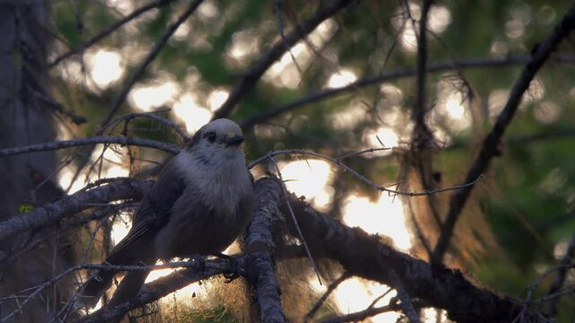 Close-up of Grey Jay Whisky Jack bird in shaded boreal tree branch