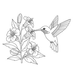 Hummingbird feeding on flowers line art isolated on transparent background