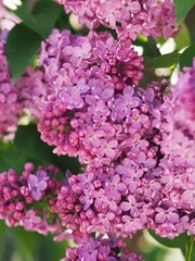 A close-up photograph of blooming lilac flowers (Syringa) in vivid pinkish-purple tones. Captured in natural daylight with soft focus and shallow depth of field. 