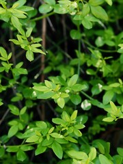 A natural background of fresh green leaves in spring. A close-up texture of dense foliage in soft daylight, perfect for eco-friendly, botanical, and nature-themed designs.