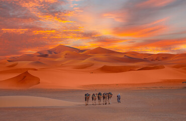 Caravan of camel in the sahara desert of Morocco at sunset time
