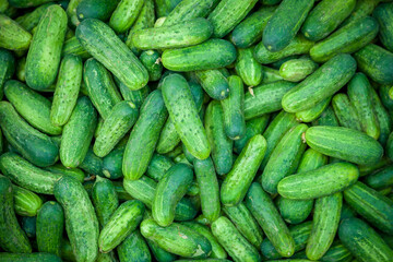 Cucumbers fresh vegetable. Green harvest plant background