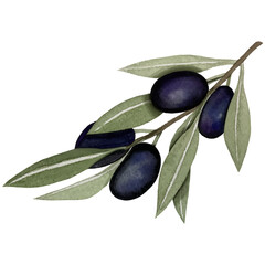 Black olives, watercolor illustration, branch of olives isolated on white background. Watercolor - vector 24.