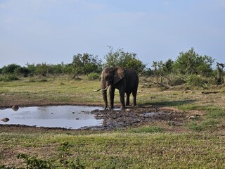 An elephant is standing in a muddy pond. The water is murky and the elephant is drinking from it during safari in South Africa
