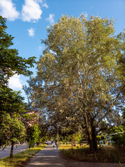Kyiv, Ukraine - Jun 27, 2025: A sidewalk on Revutsky Street featuring a large white poplar tree...
