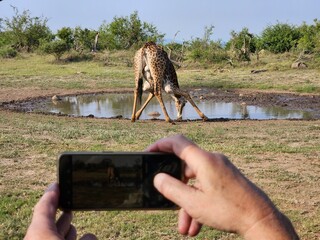 Person is taking a picture of a giraffe drinking water. The giraffe is in the water and the person...