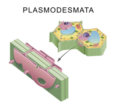 Illustration of plant cell walls and plasmodesmata