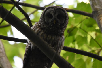 La Plaine 26 Juin 2025