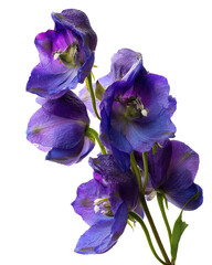 Monkshood, isolated on a white background,