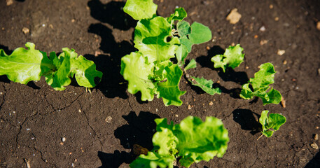 Green lettuce leaves in the garden. Natural background and texture. Organic farm. Healthy eating. Foods rich in vitamins. Agricultural industry.