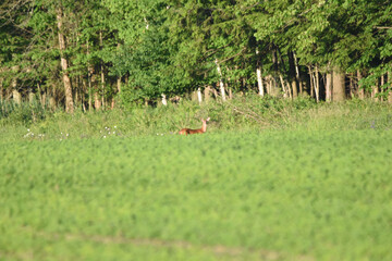 La Plaine 26 Juin 2025