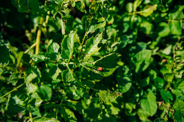 Colorado potato beetle - Leptinotarsa decemlineata on potato bushes. Pest of plants and agriculture. Treatment with pesticides. Insects are pests that damage plants.