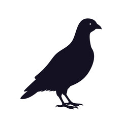 Fototapeta premium Simple Rock Dove or Pigeon Silhouette Vector Graphic.