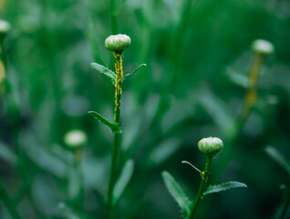 Aphids infect chamomile stems. Gardening. Insect protection.